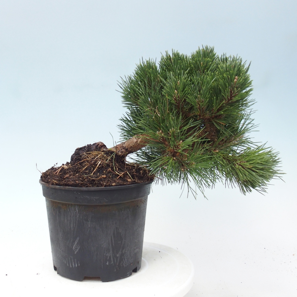Kültéri bonsai - Pinus thunbergii senjyumaru - Thunberg fenyő