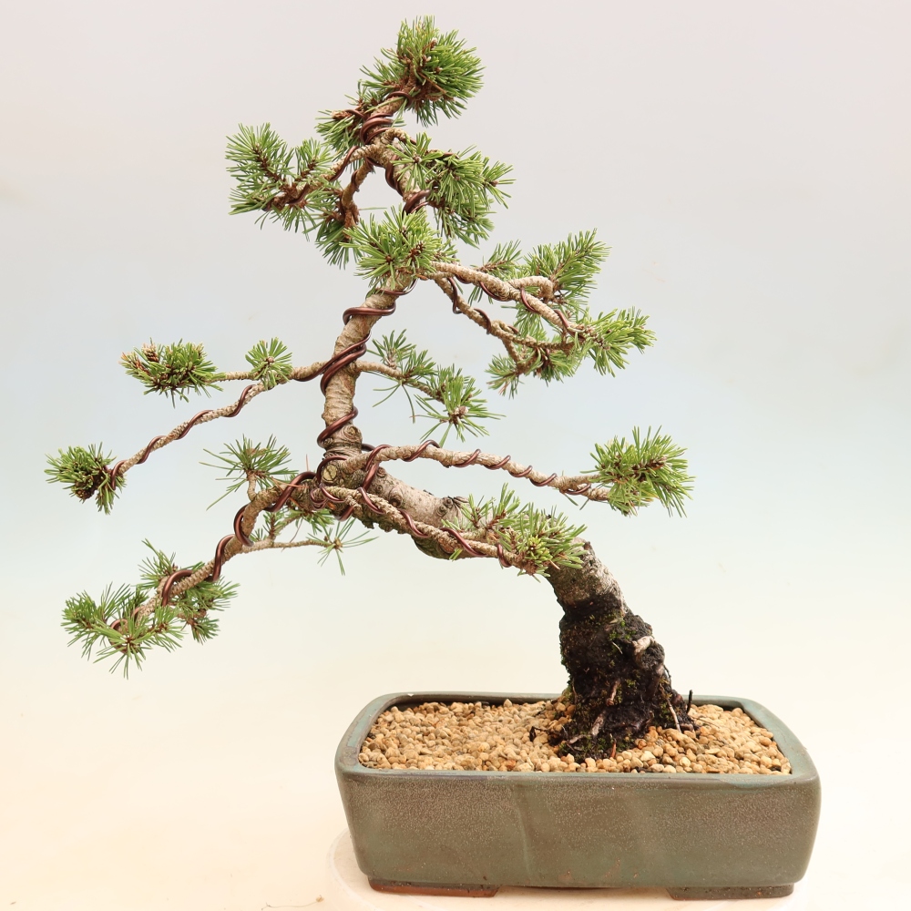 Kültéri bonsai – Pinus mugo Humpy – Törpefenyő