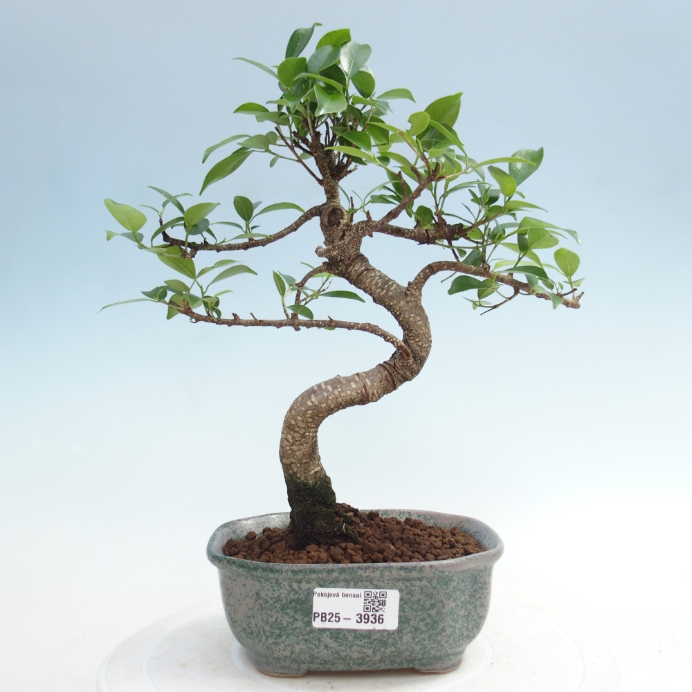 Szobai bonsai - Ficus retusa - kislevelű fikusz