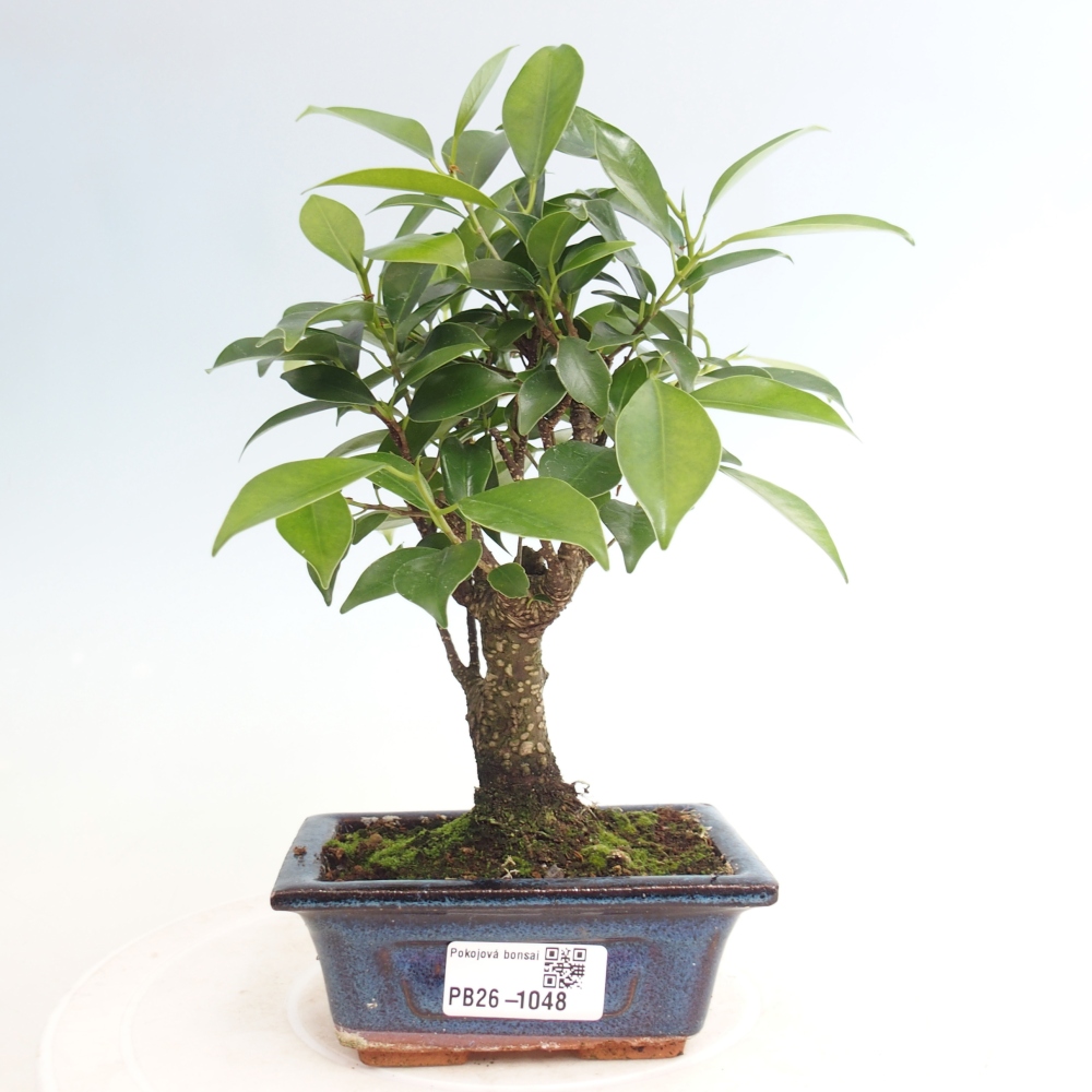 Szoba bonsai Ficus retusa kimmen