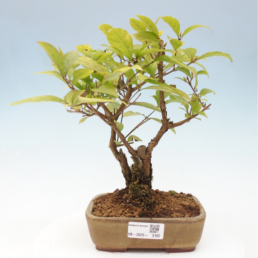 Kültéri bonsai - Callicarpa japonica