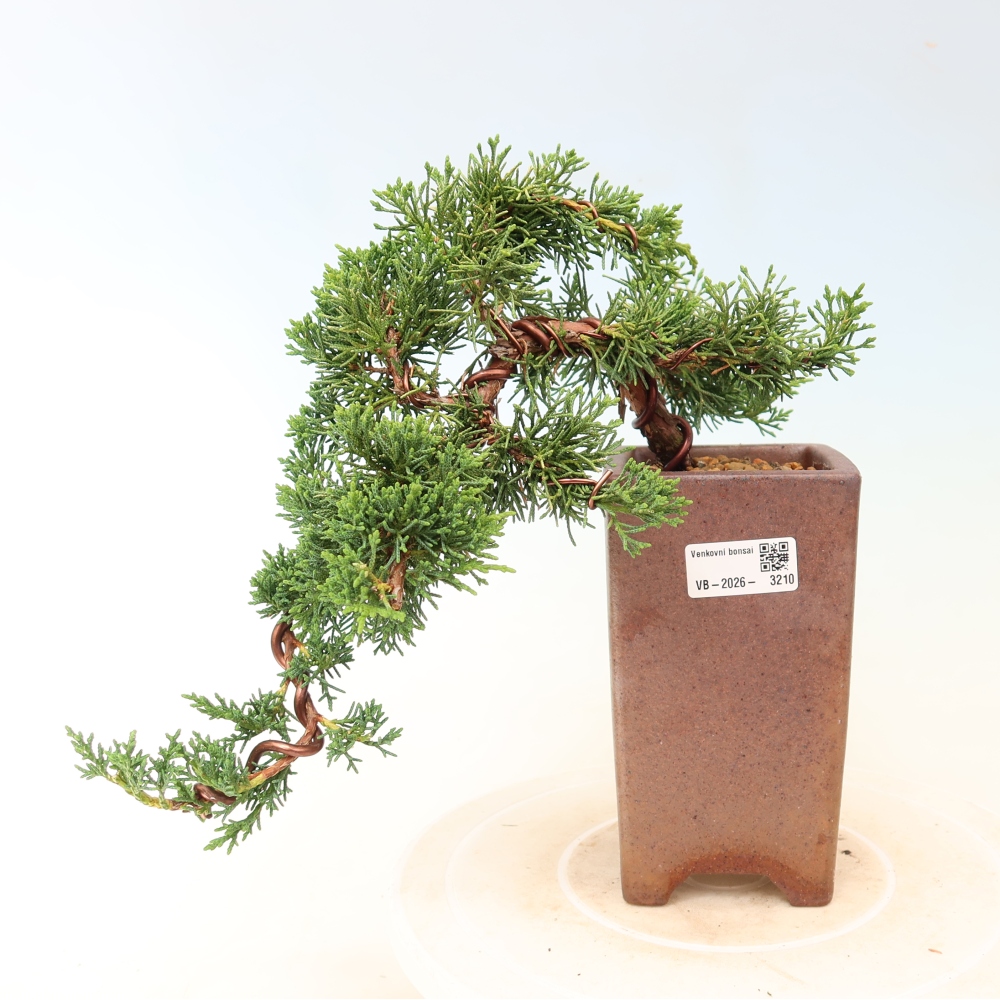 Kültéri bonsai - Juniperus chinensis Kishu