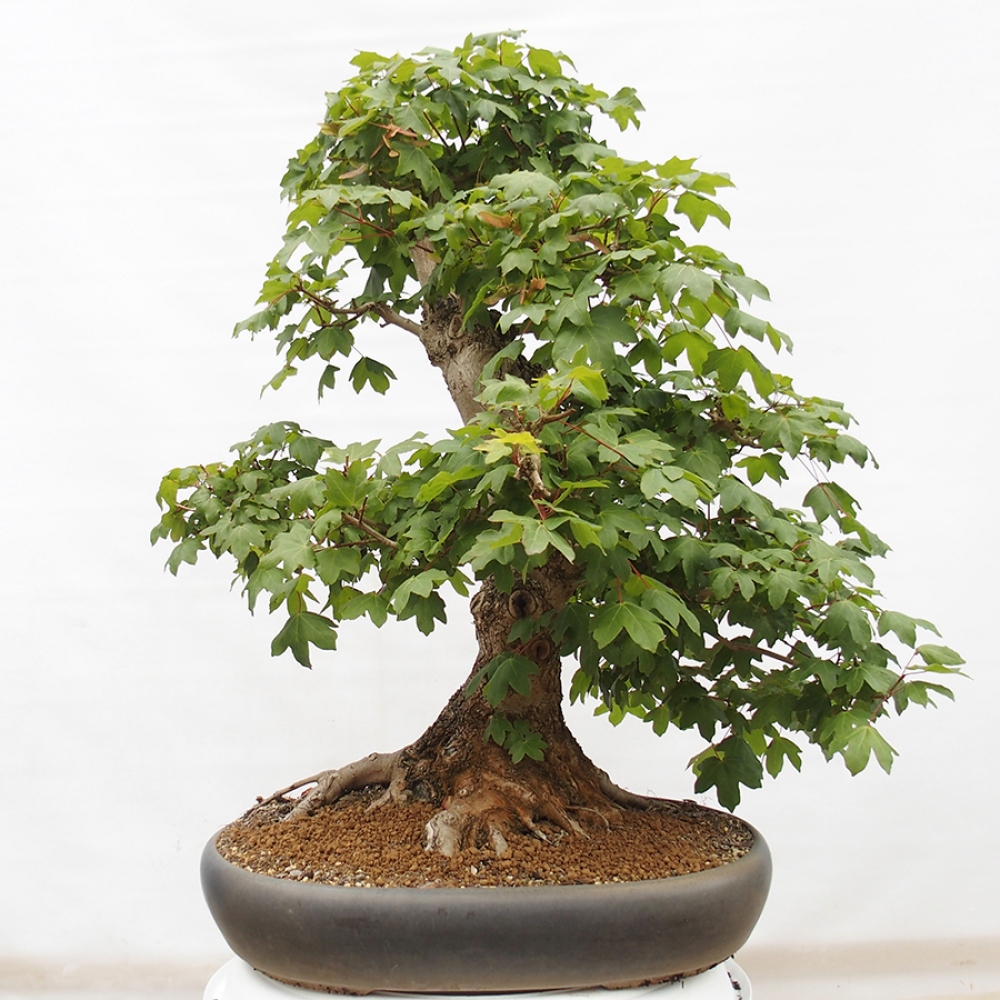 Kültéri bonsai -Javor babyka - Acer campestre