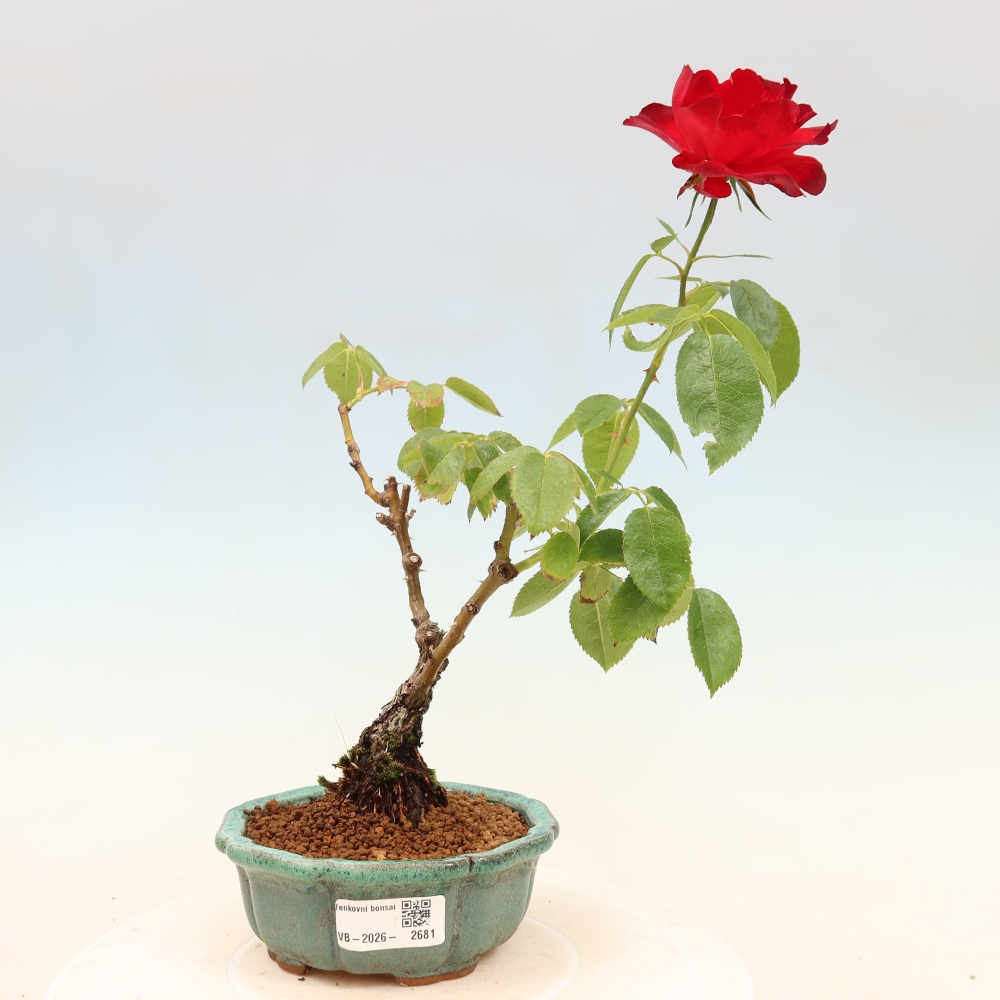 Kültéri bonsai - Rosa Kordes - rózsa