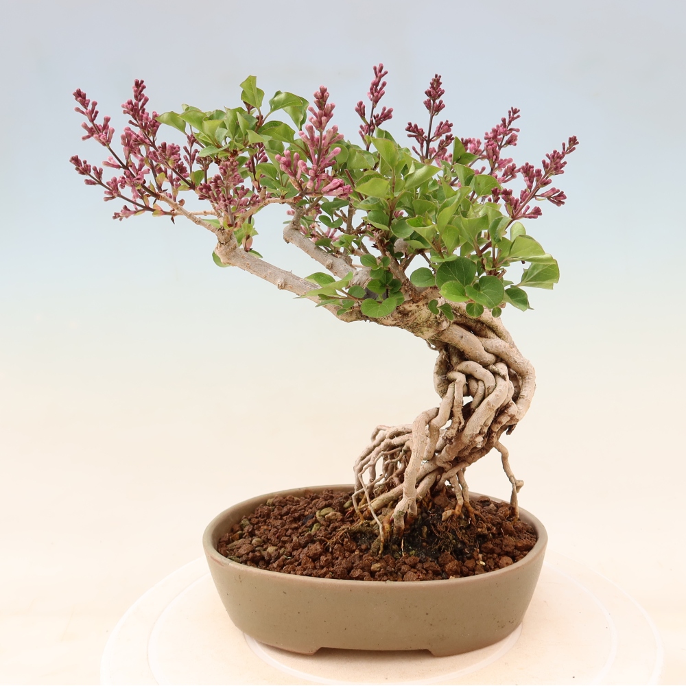 Kültéri bonsai - Syringa microphylla - kisvirágú lila