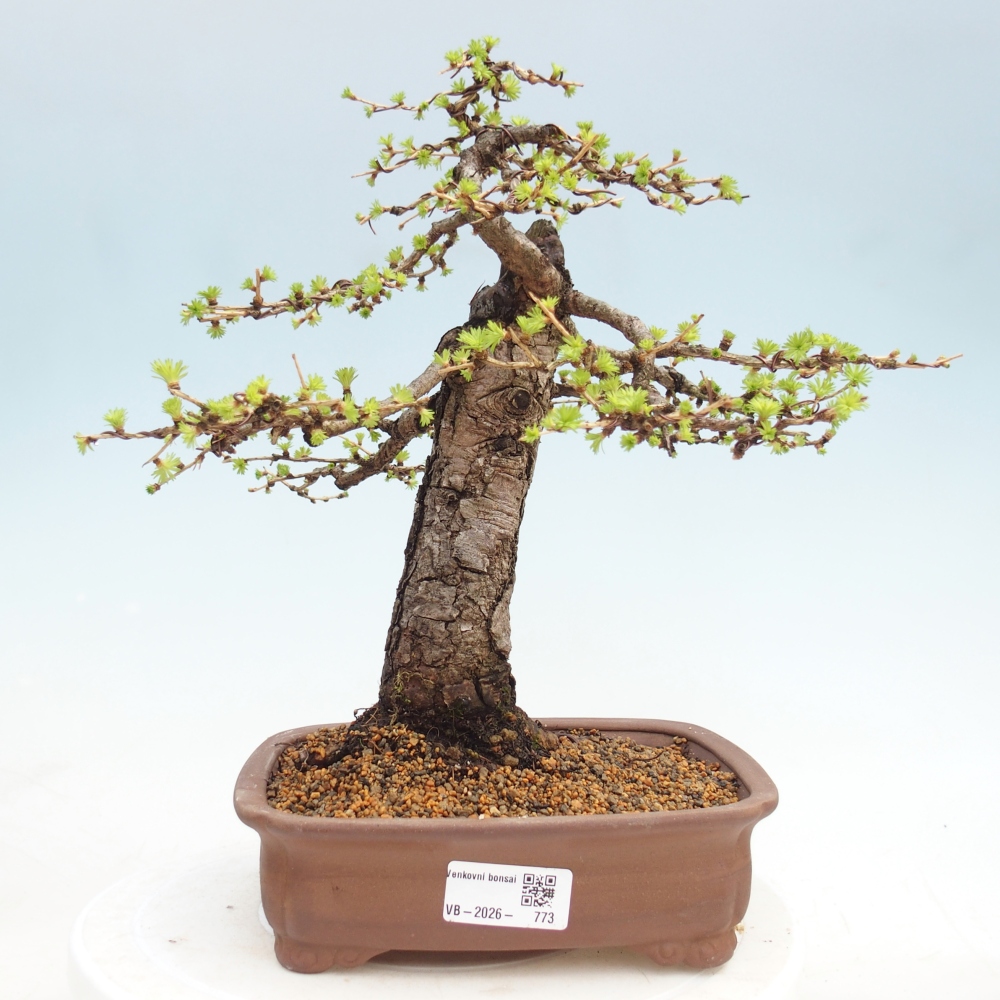 Kültéri bonsai - Larix decidua - vörösfenyő