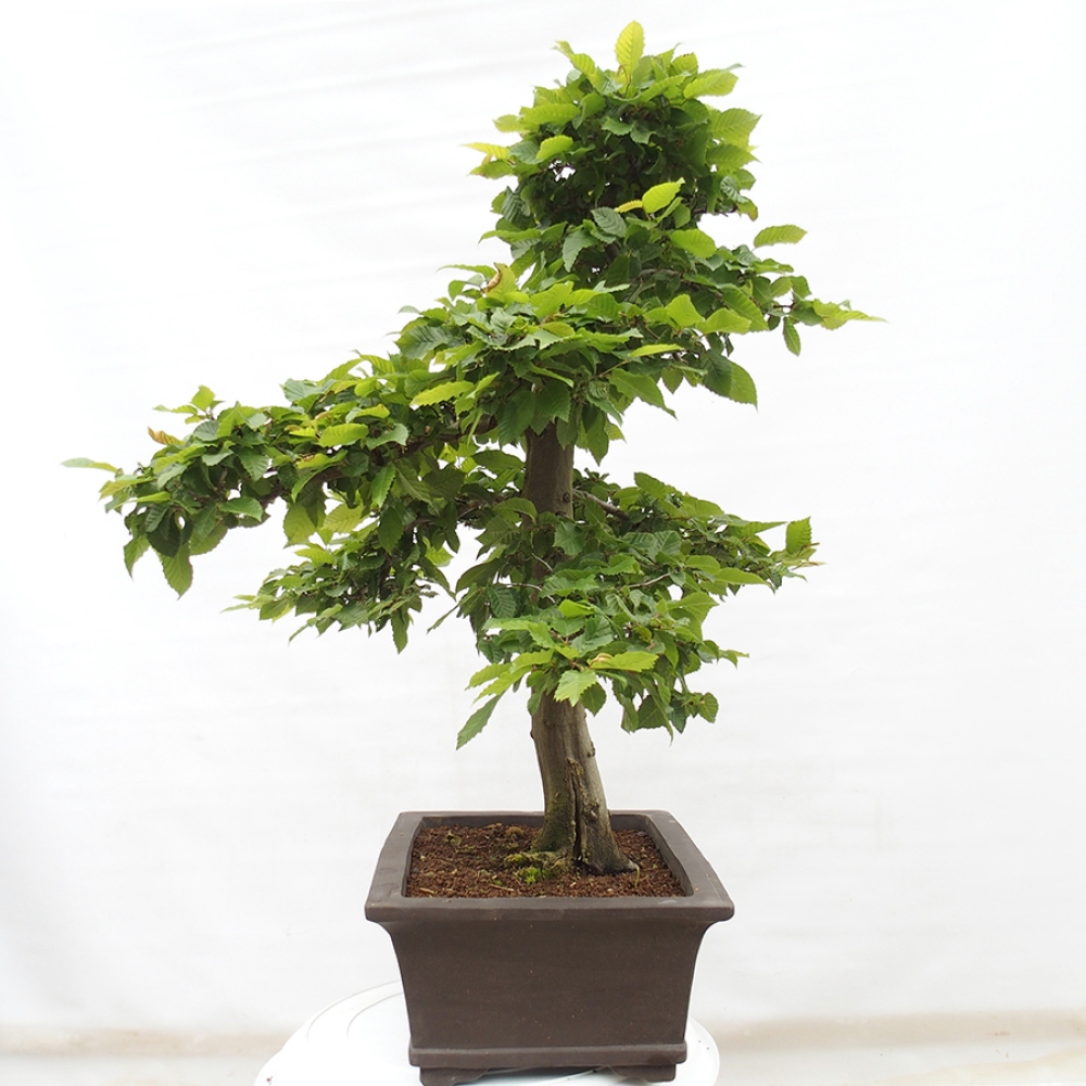 Kültéri bonsai - gyertyán - Carpinus betulus