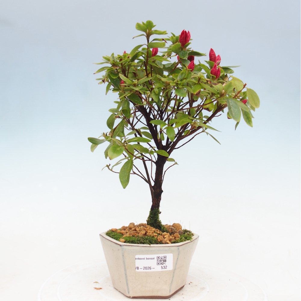 Kültéri bonsai - japán azálea - Azalea sp.