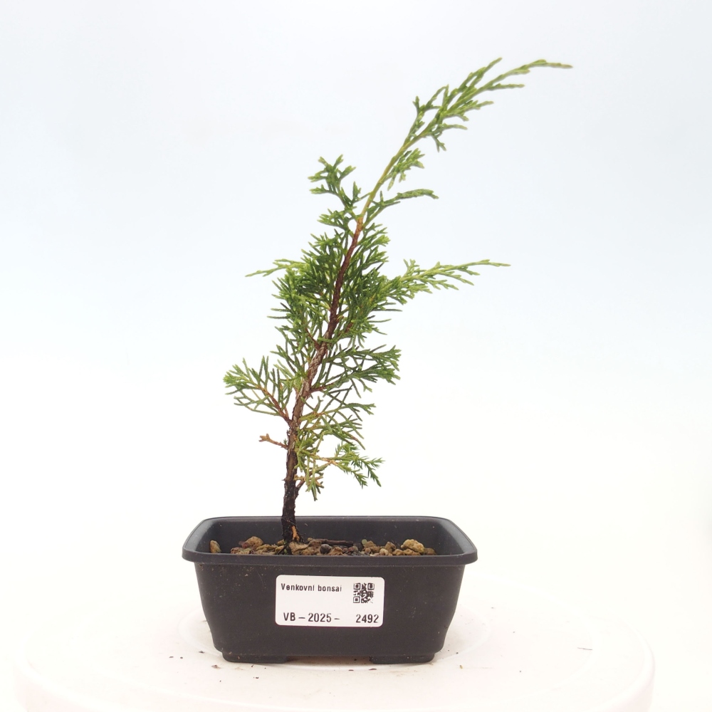 Kültéri bonsai - Juniperus chinensis Itoigawa
