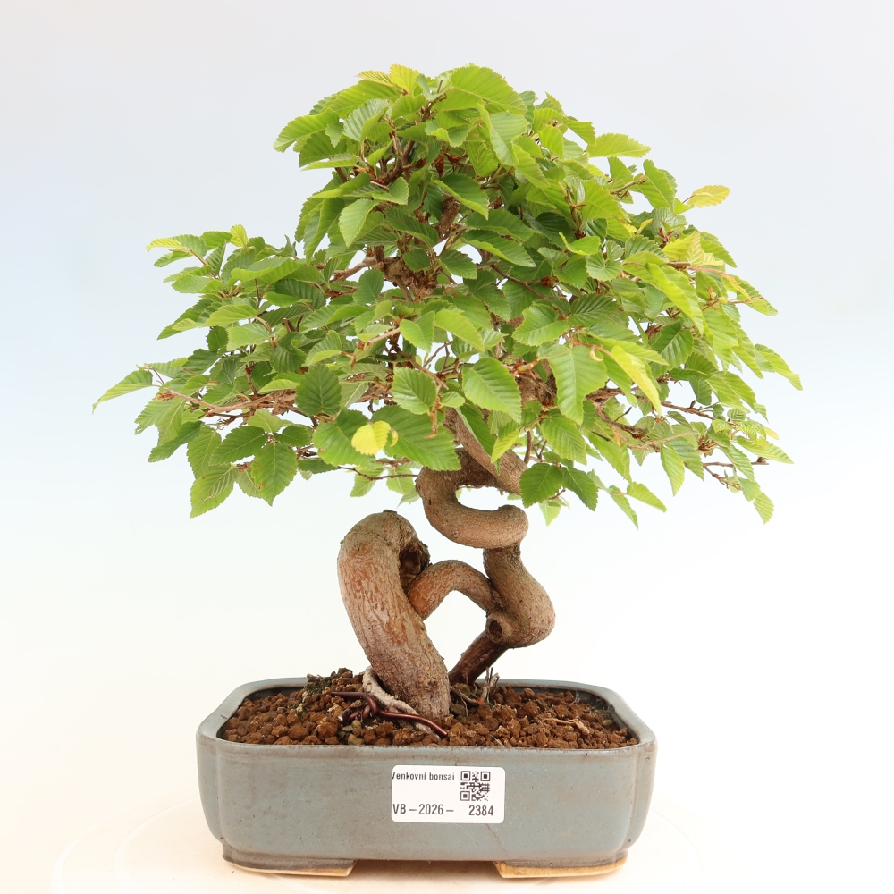 Kültéri bonsai -Carpinus Coreana - Koreai gyertyánfa