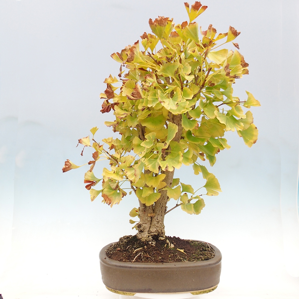 Kültéri bonsai - Ginkgo biloba - Ginkgo biloba