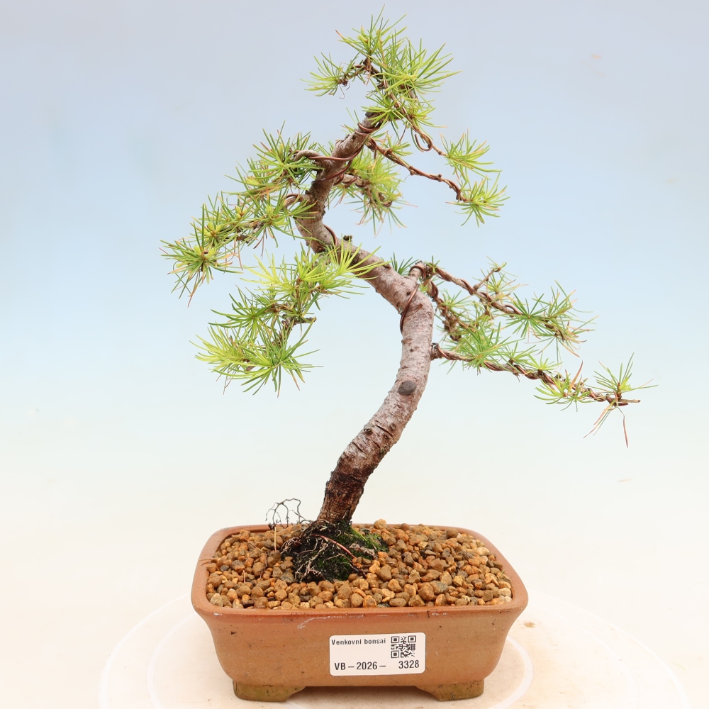 Kültéri bonsai - Larix decidua - vörösfenyő