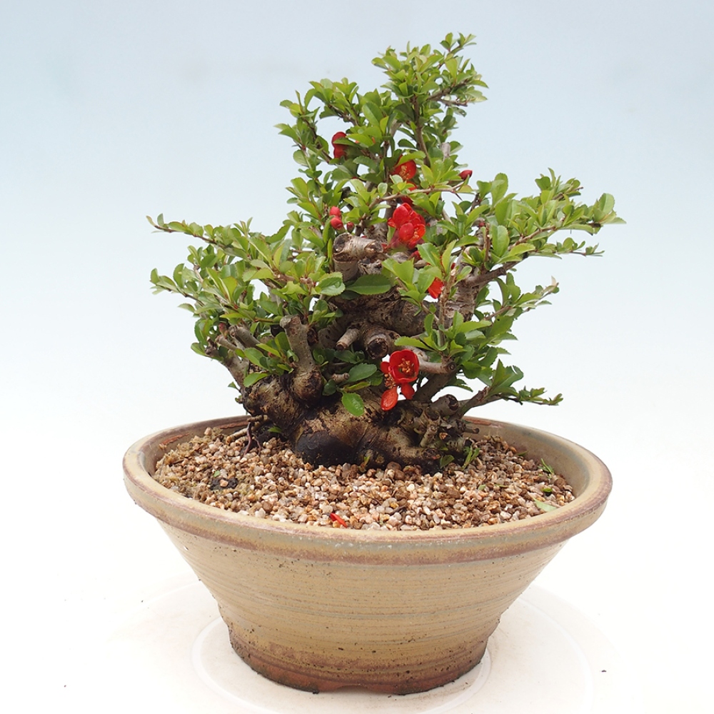 Kültéri bonsai - Chaneomeles speciosa - birs