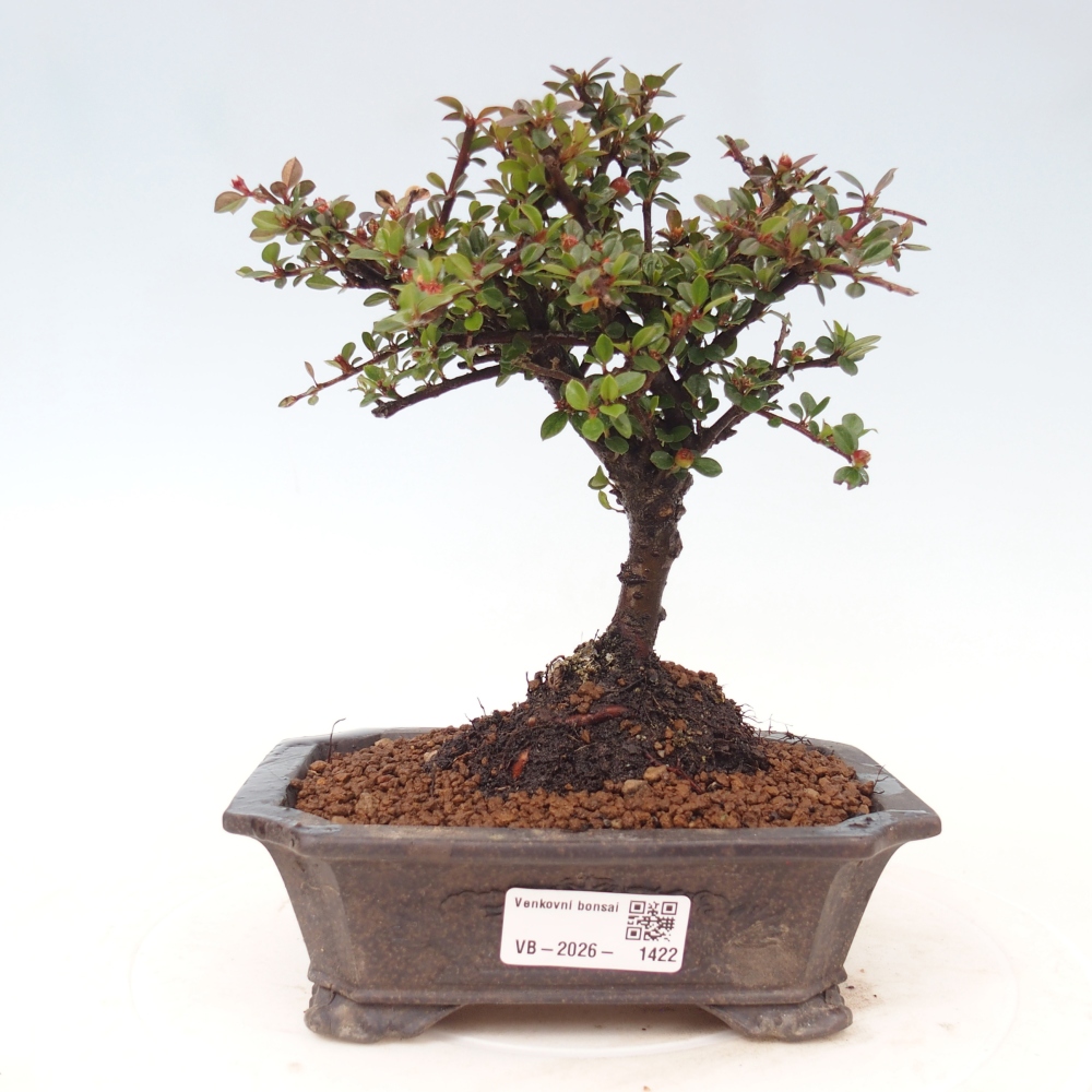 Kültéri bonsai - Cotoneaster horizontalis - Rocky Mountain