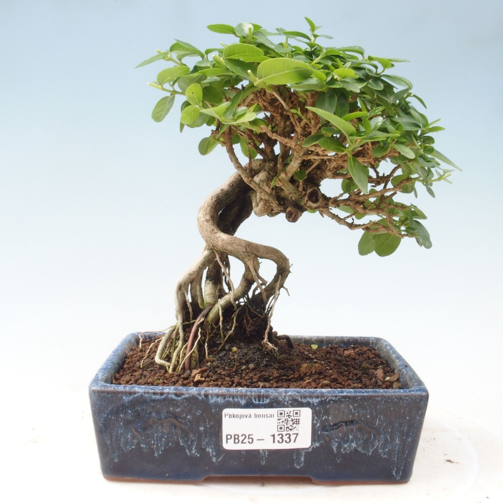 Beltéri bonsai - Premna serratifolia - Kozlovna malolista