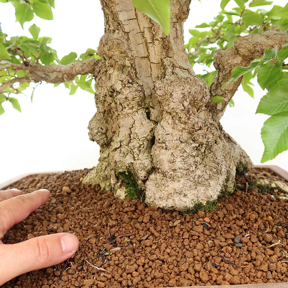 Kültéri bonsai -Carpinus Coreana - Koreai gyertyánfa