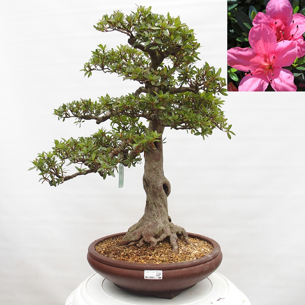 Kültéri bonsai - Japán azálea - Azalea Osakazumi
