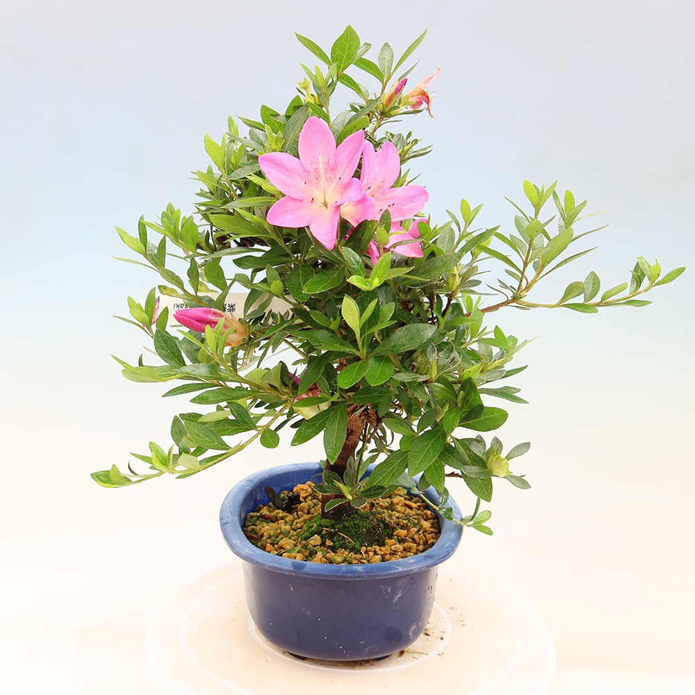 Kültéri bonsai - Japán azálea - Azálea Yoko