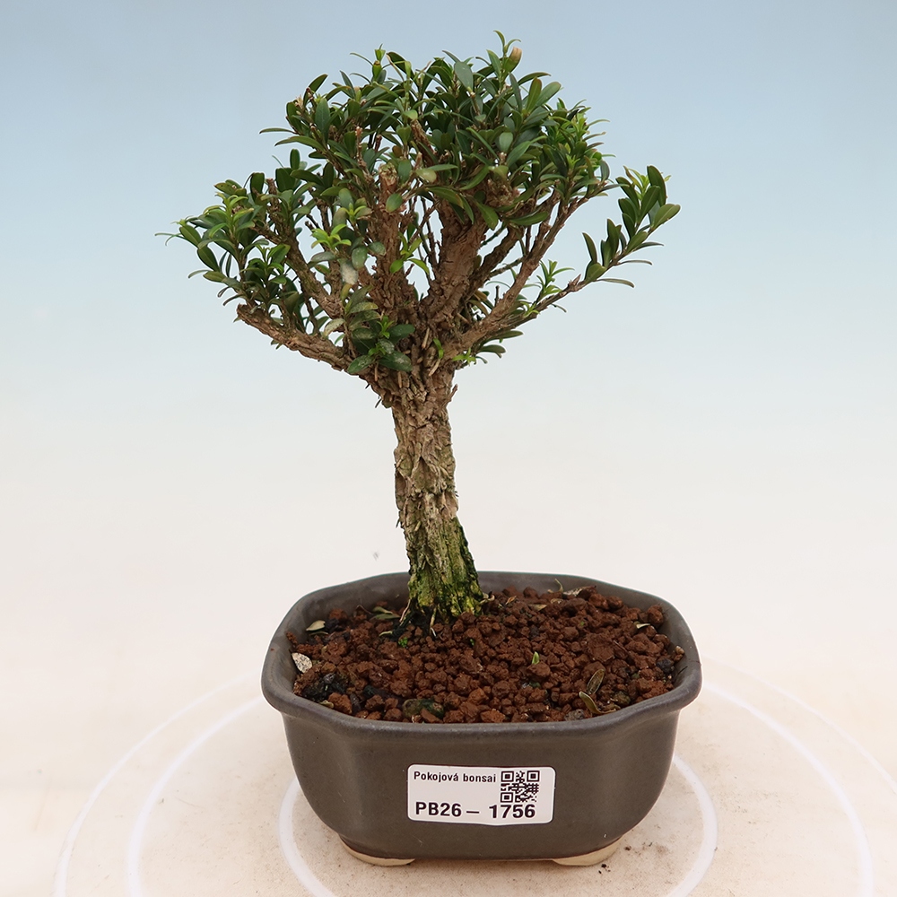 Szobai bonsai - Buxus harlandii - parafa buxus