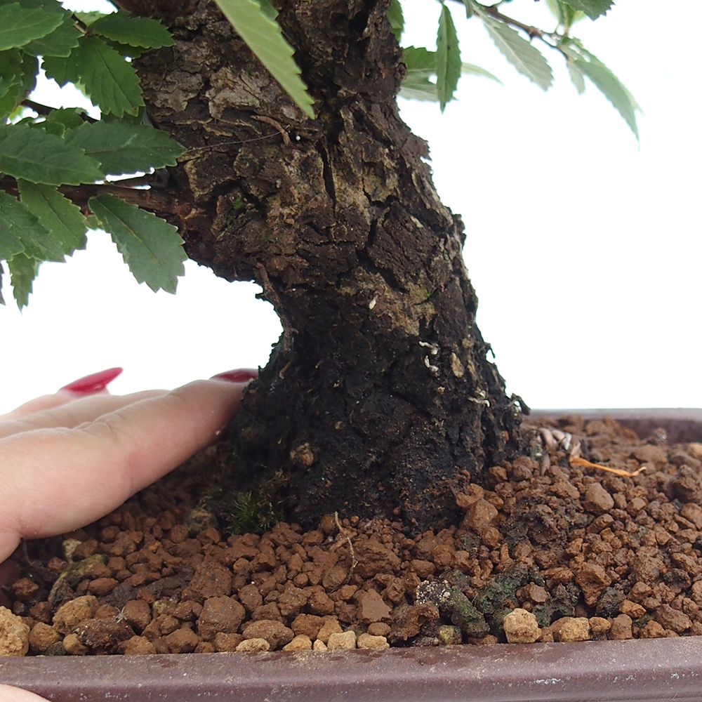 Kültéri bonsai - Zelkova - Zelkova NIRE
