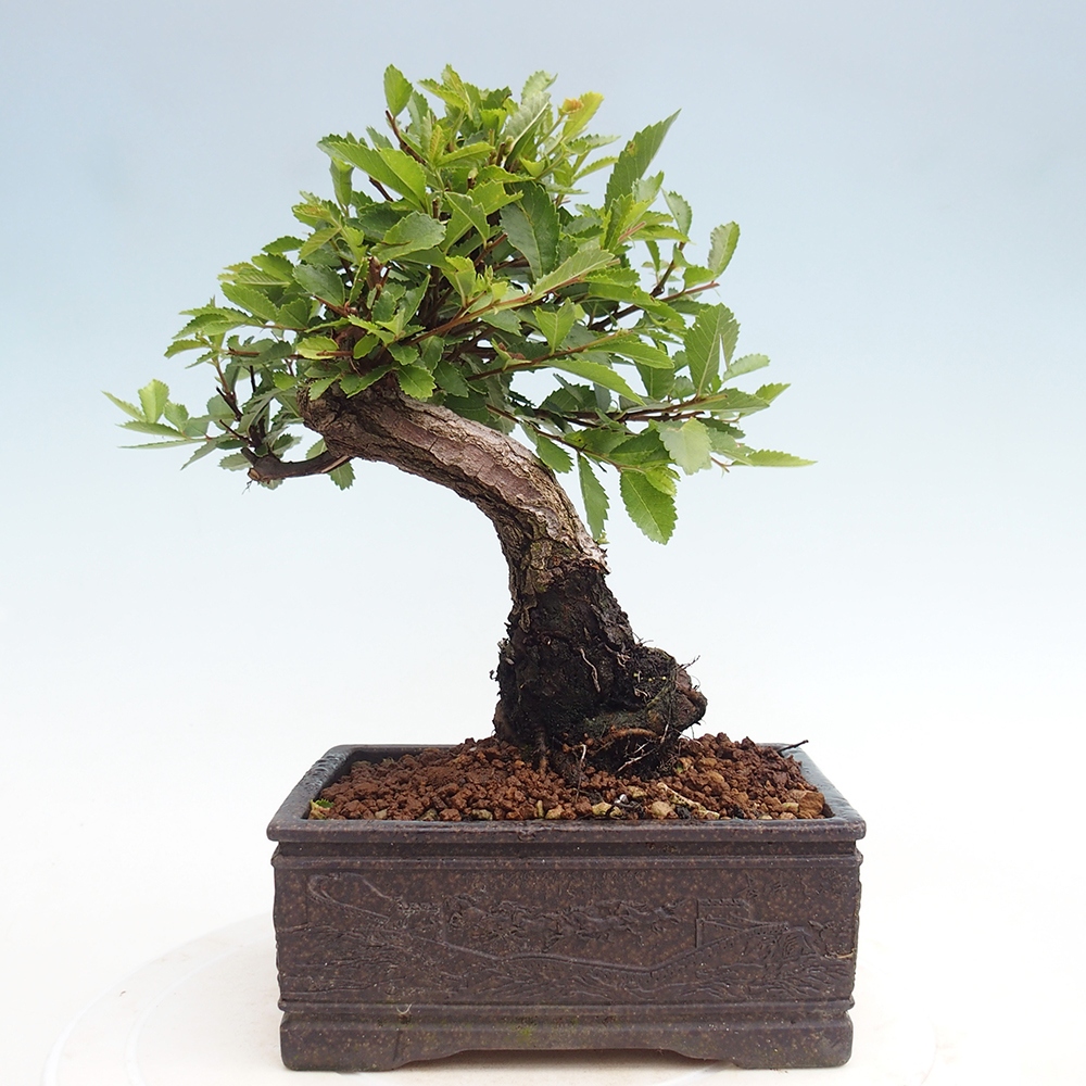 Kültéri bonsai - Zelkova - Zelkova NIRE