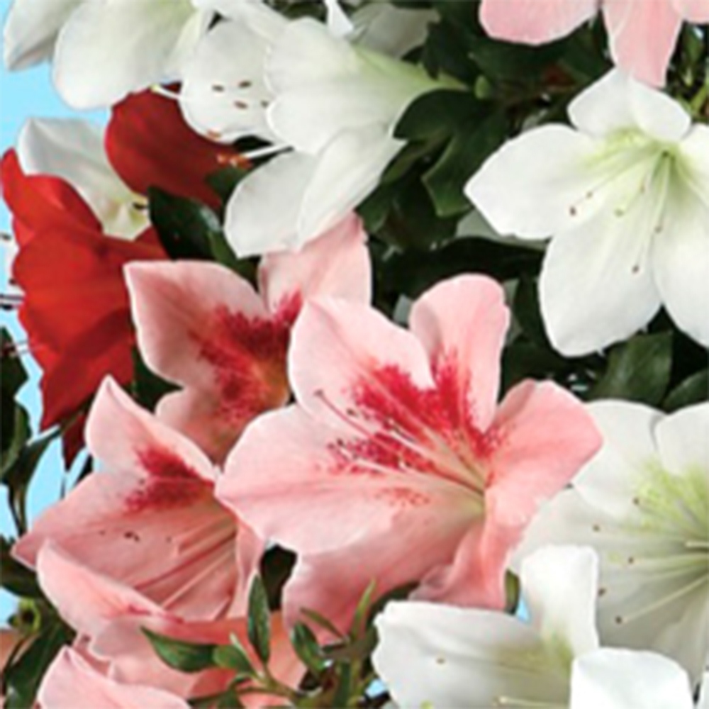 Kültéri bonsai - Japán azálea - Azálea Sayaka