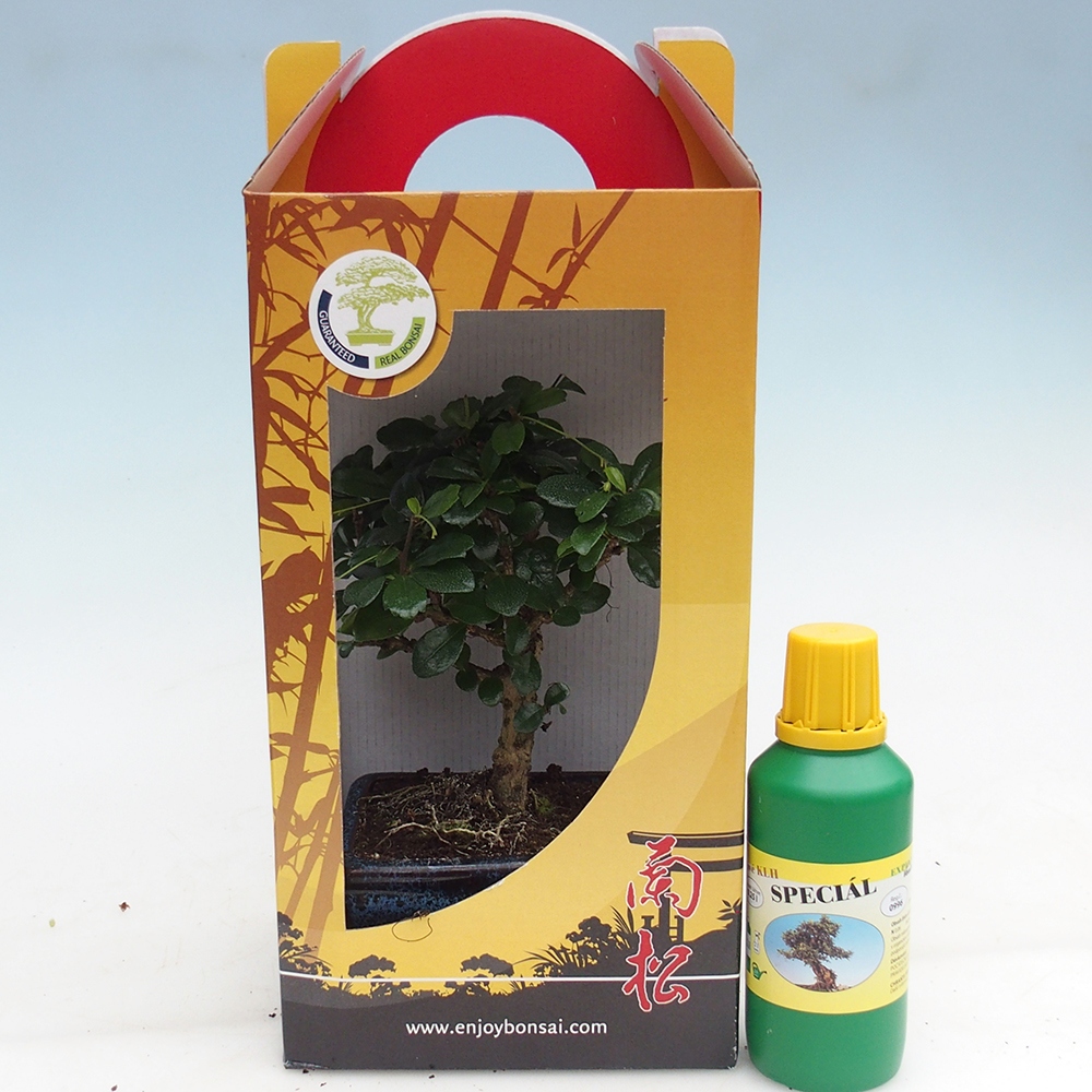 Szobai bonsai ajándékdobozban Carmona microphylla - Tea fuki