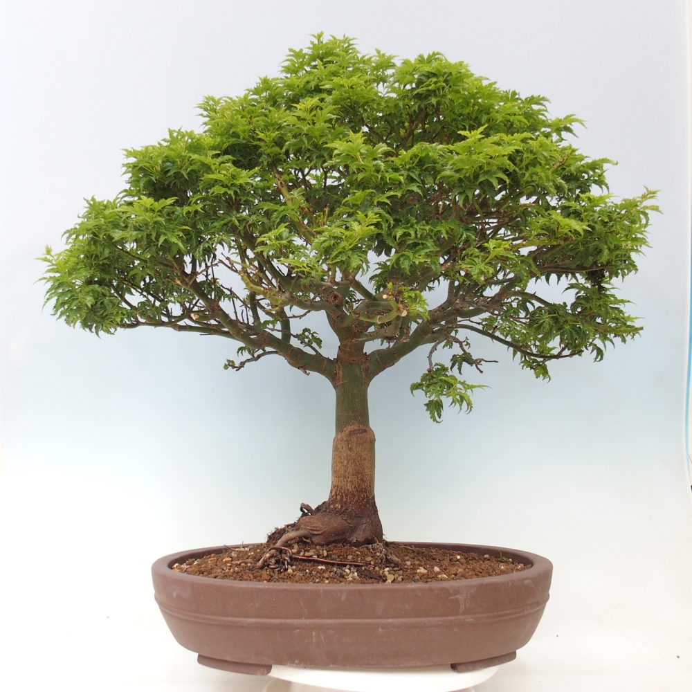 Kültéri bonsai -Javor pálma Acer palmatum Shishigashira