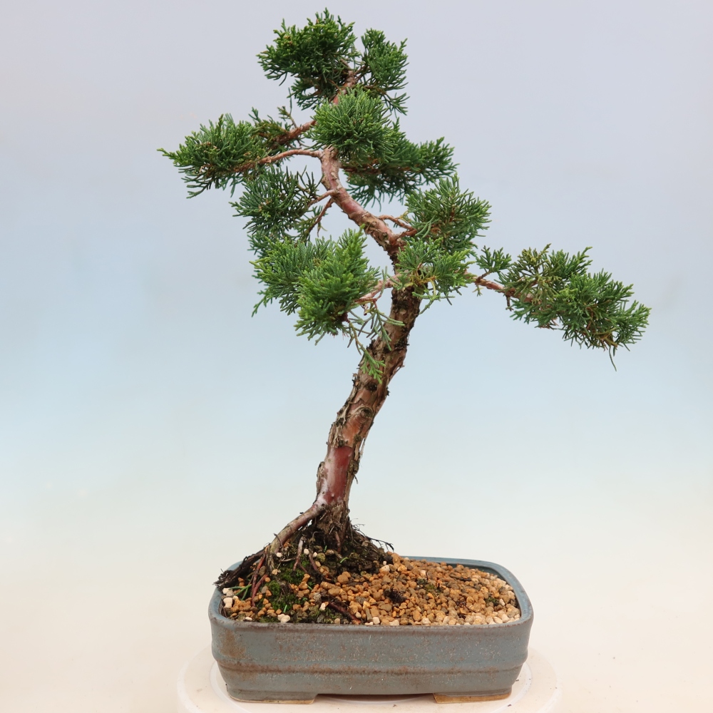 Kültéri bonsai - Juniperus chinensis Kishu