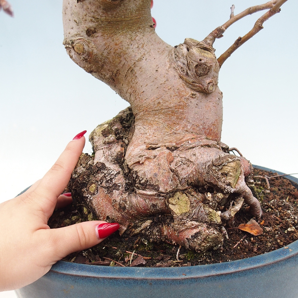 Kültéri bonsai -Malus halliana - Kis gyümölcsű almafa