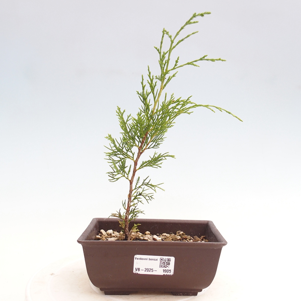 Kültéri bonsai - Juniperus chinensis Itoigawa