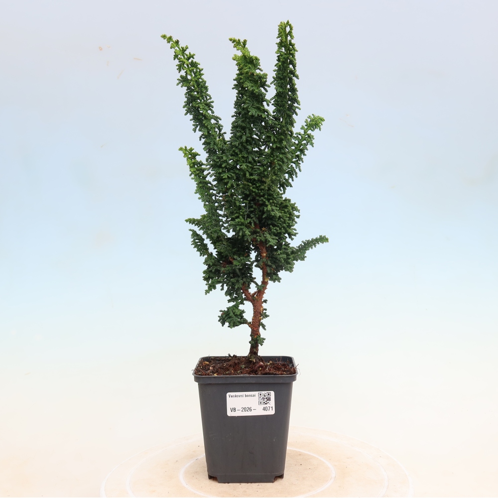 Kültéri bonsai - Cham. obtusa SEKKA HINOKI - Cifra ciprus