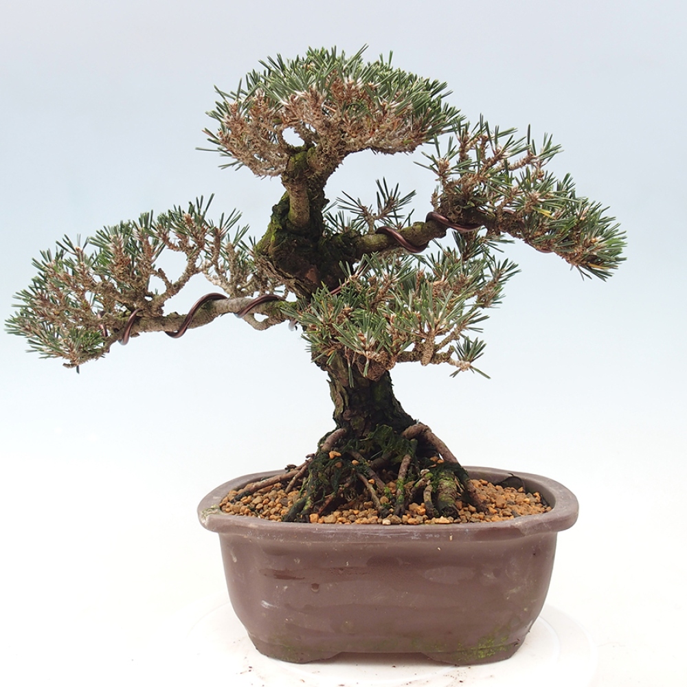 Kültéri bonsai - Pinus thunbergii Kotobuki - Thunberg fenyő