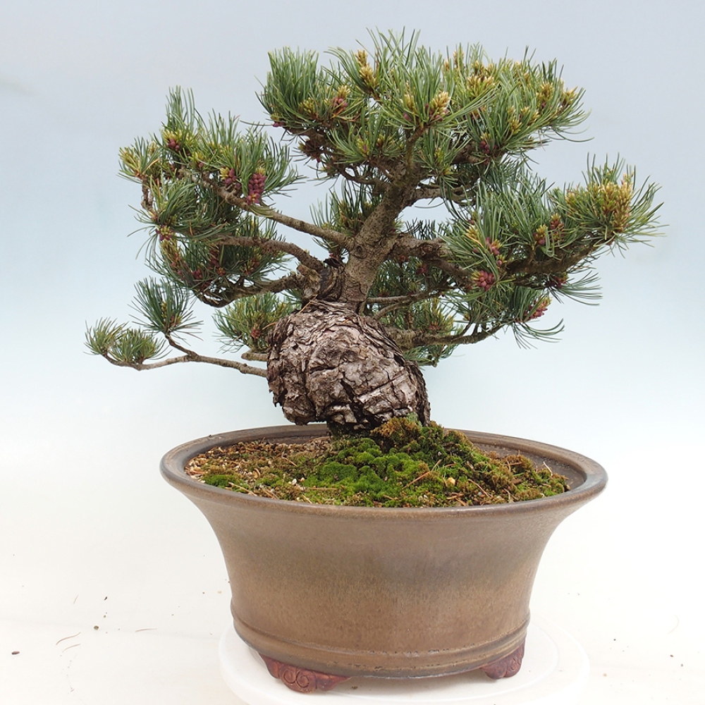 Kültéri bonsai - Pinus parviflora - Pinus parviflora