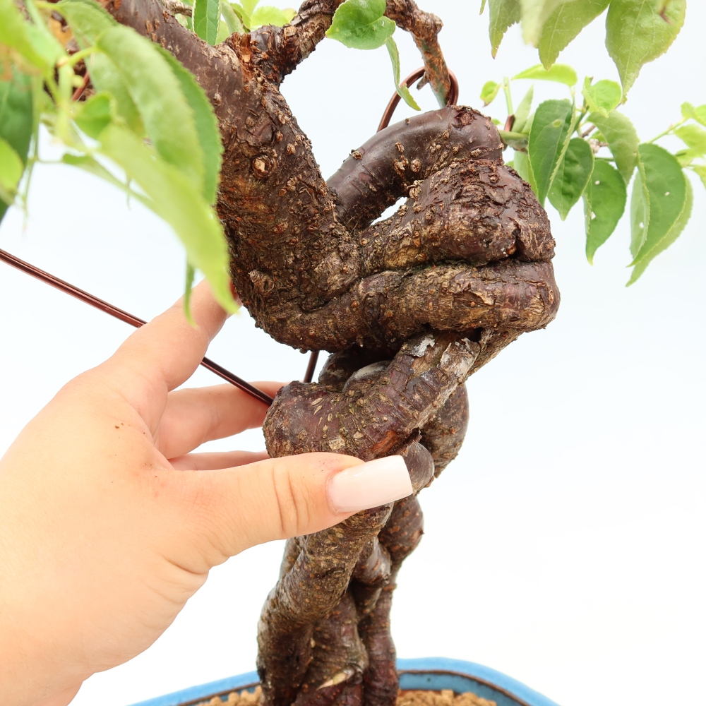 Kültéri bonsai – Japán barack – Prunus Mume