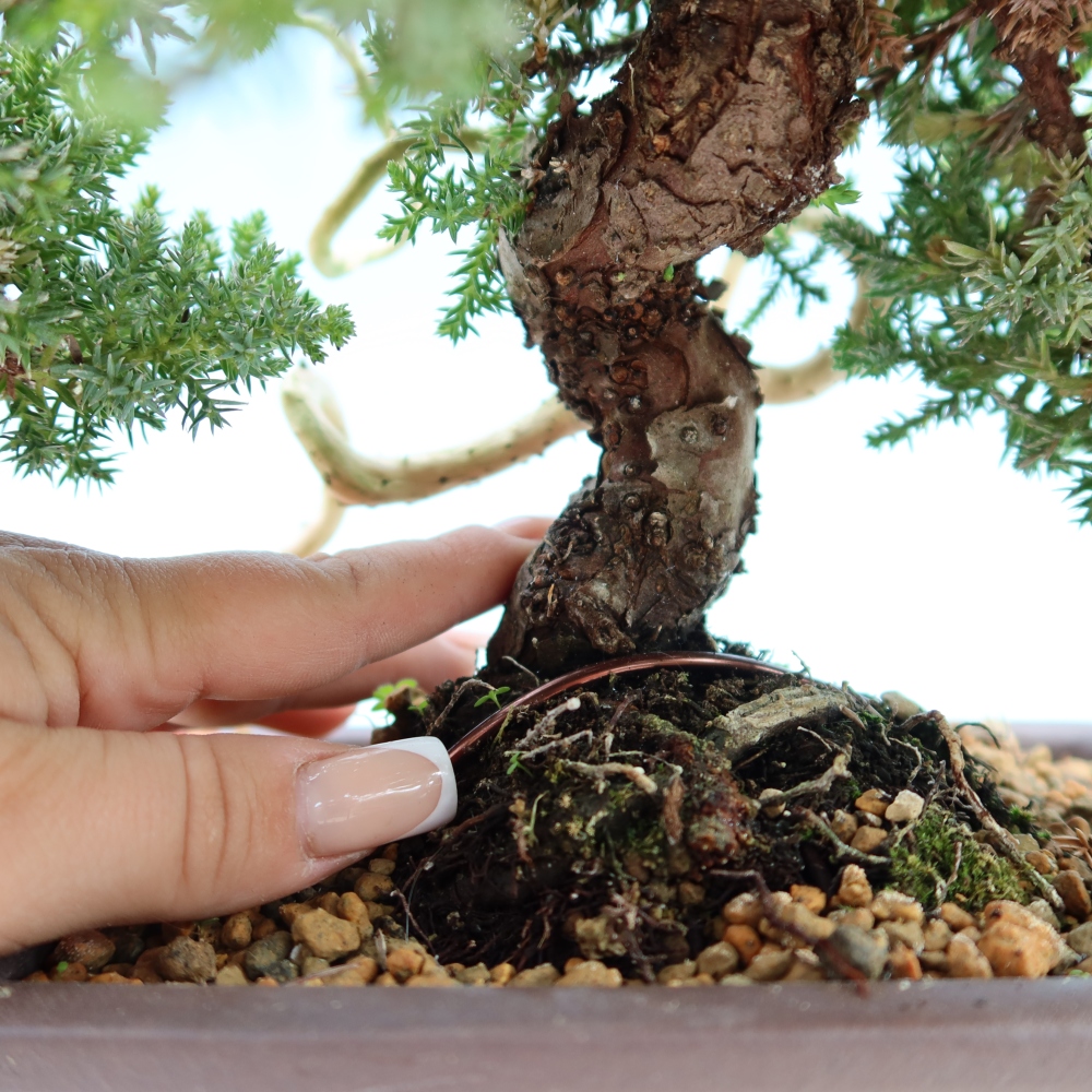 Kültéri bonsai - Juniperus procumbens - Juniperus procumbens