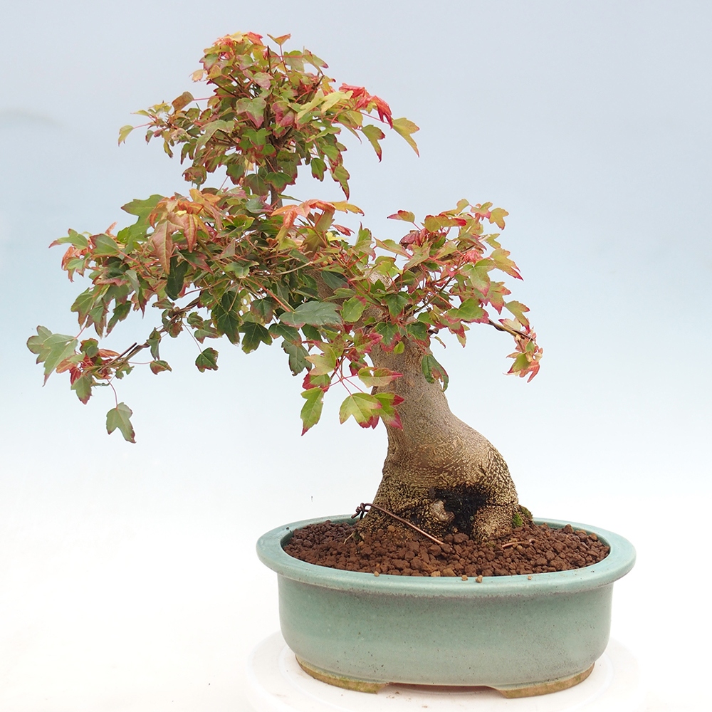 Kültéri bonsai - Acer Buergerianum - Burger juhar
