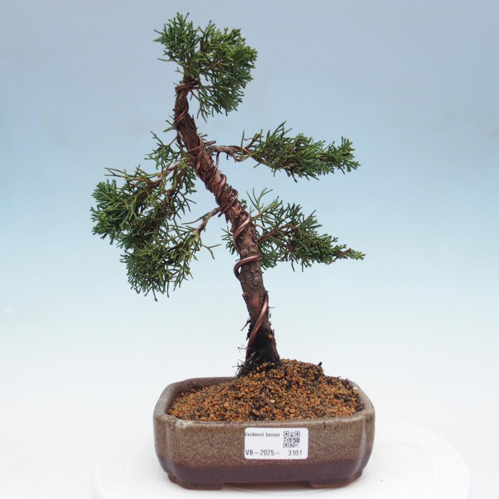 Kültéri bonsai - Juniperus chinensis Kishu