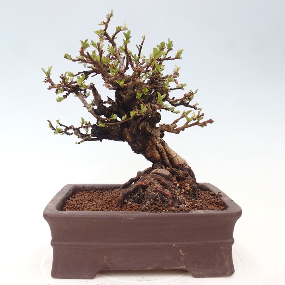 Kültéri bonsai - Chaneomeles speciosa - birs