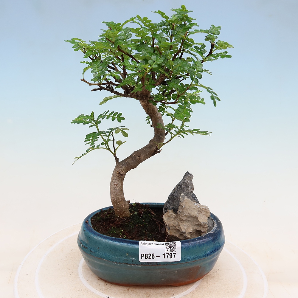 Szobai bonsai - Zantoxylum piperitum - borsfa