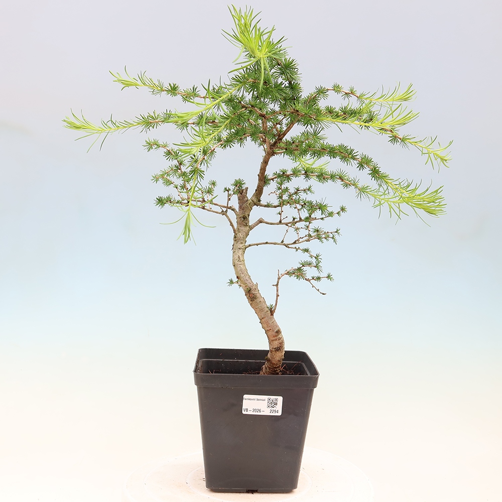 Kültéri bonsai - Larix decidua - vörösfenyő