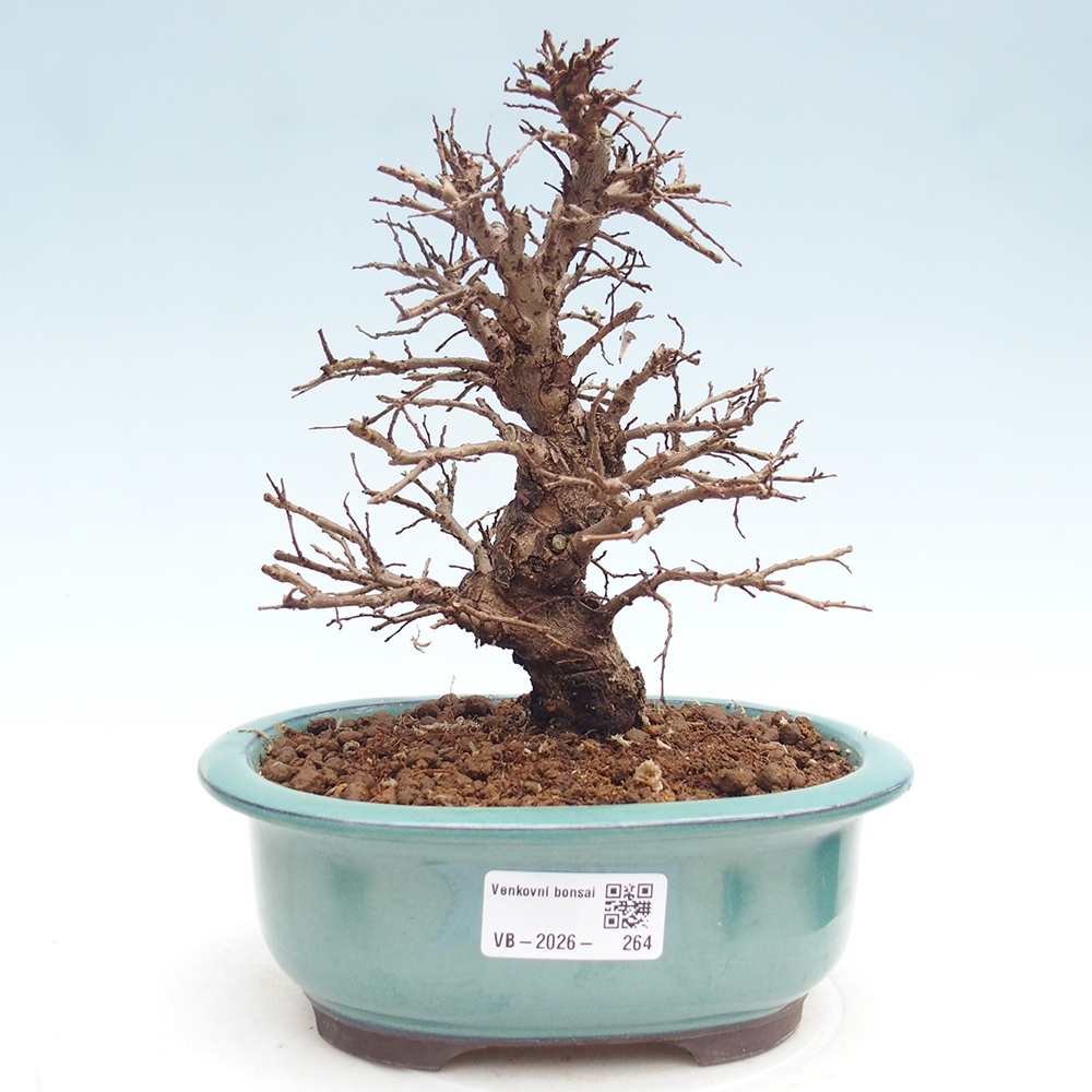 Kültéri bonsai - Zelkova - Zelkova NIRE