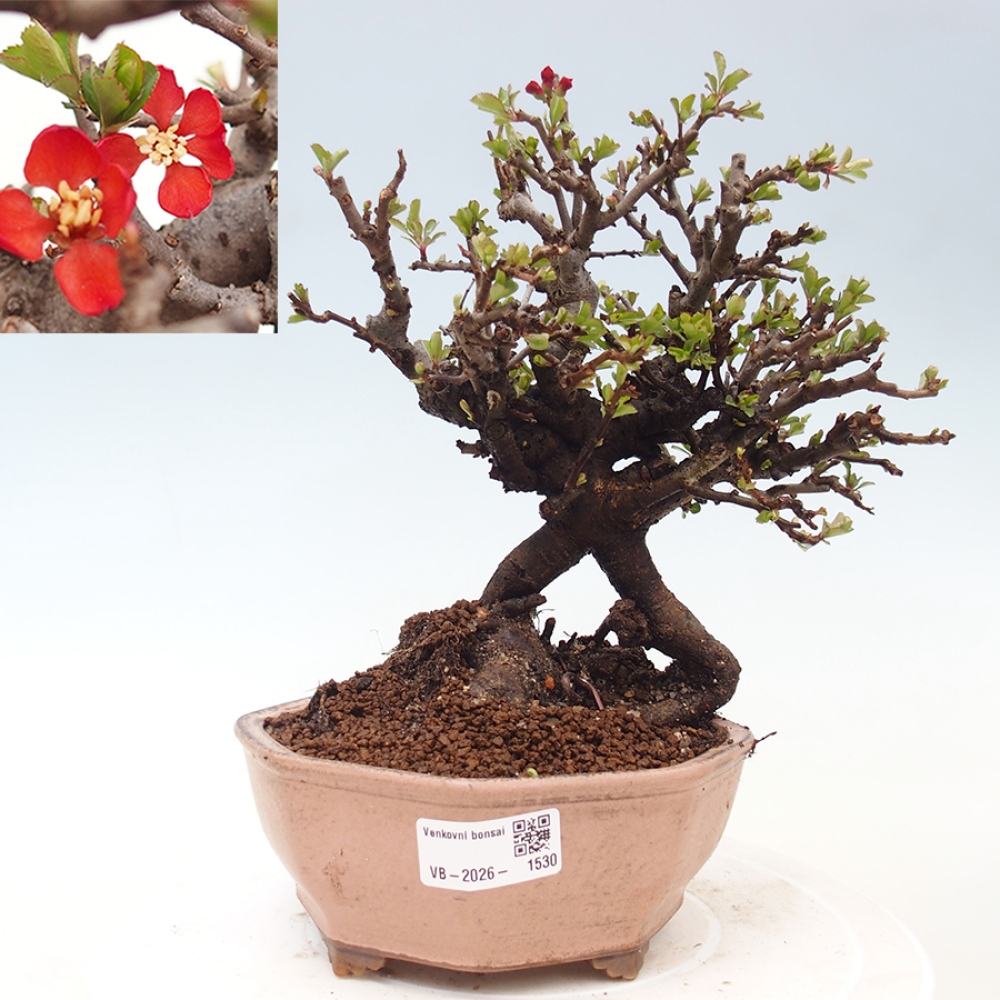 Kültéri bonsai - Chaneomeles speciosa - birs