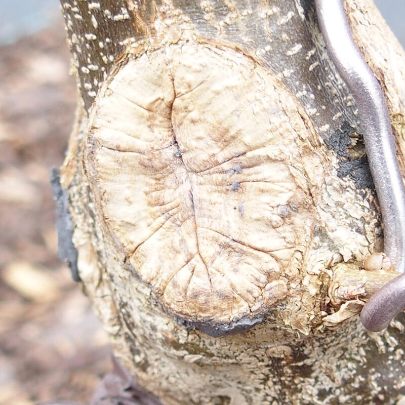 Cu-pasta 500 g tűlevelű növényekhez