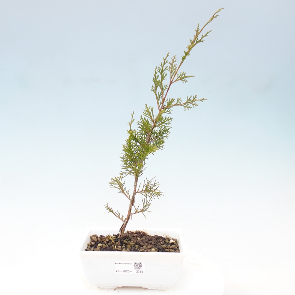Kültéri bonsai - Juniperus chinensis Itoigawa