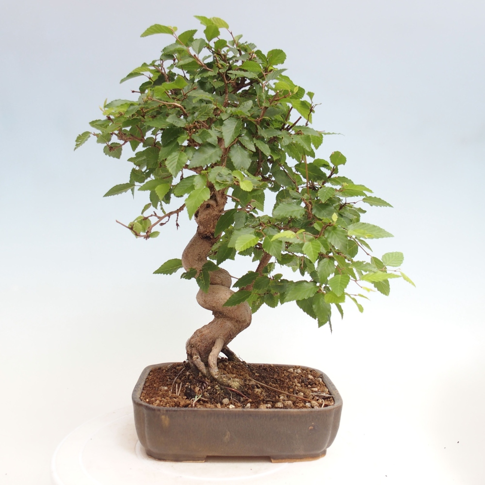 Kültéri bonsai -Carpinus CARPINOIDES - Koreai gyertyánfa