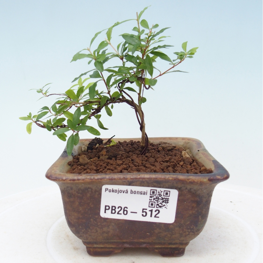 Szobai bonsai-PUNICA granatum nana-gránátalma