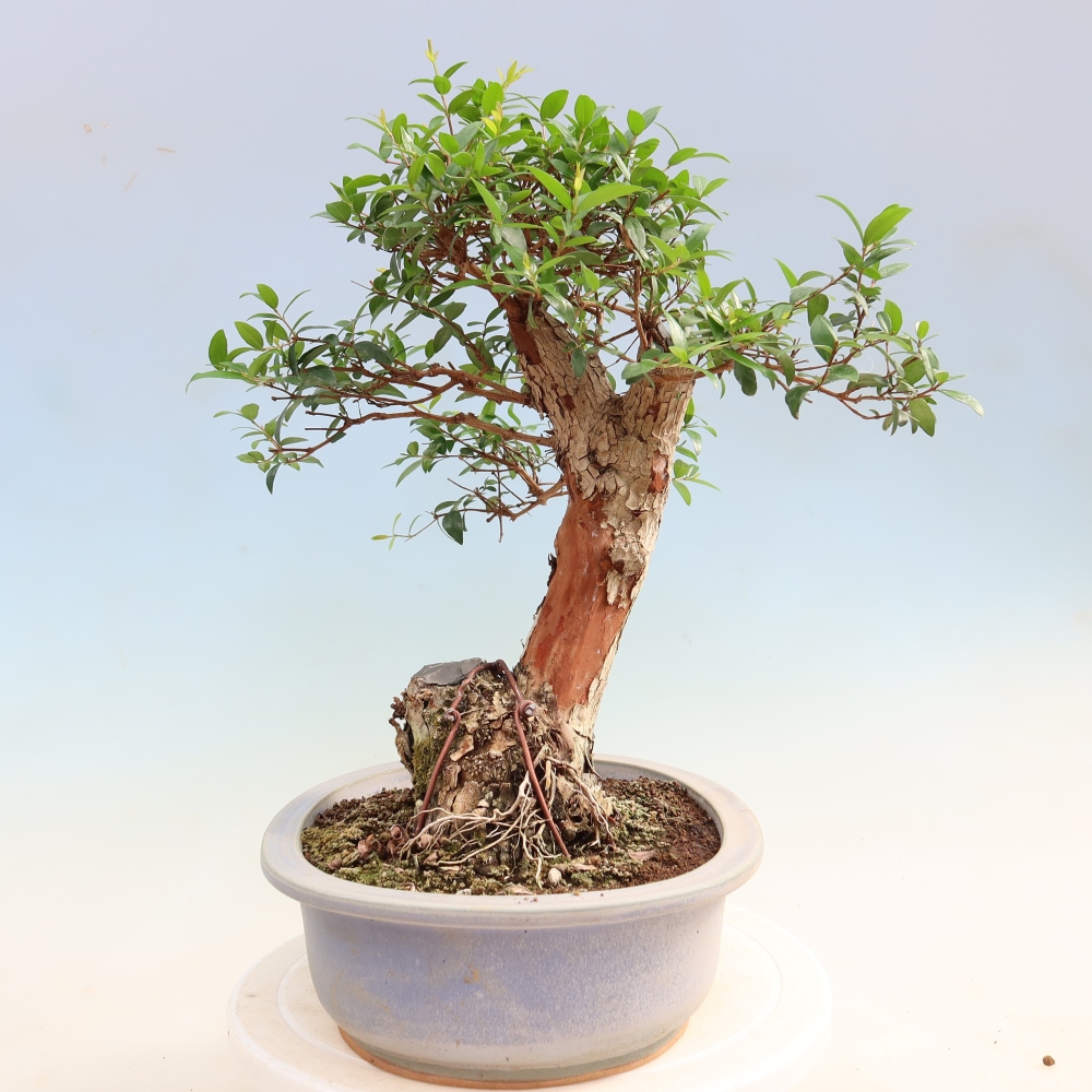 Szobai bonsai - Myrtus communis - Mirtus communis - Mirtusz
