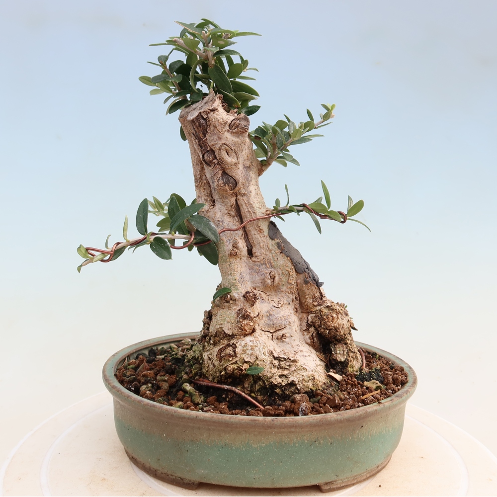 Beltéri bonsai - Olea europaea sylvestris