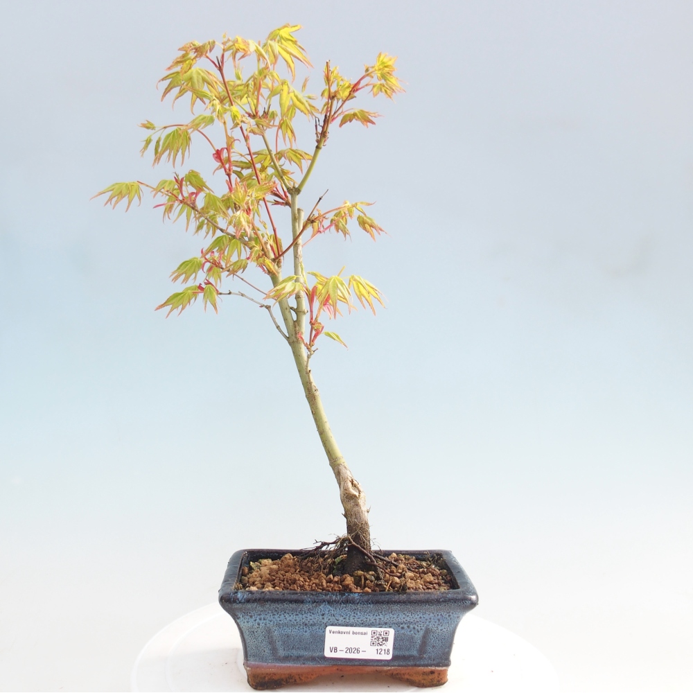Acer palmatum Aureum - Arany juhar